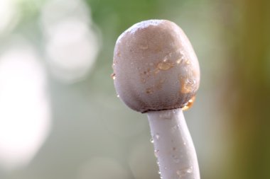 makro çekim taze mantar.