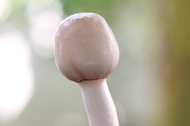 makro çekim taze mantar.