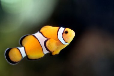 Palyaço balığı resif deniz alanında.