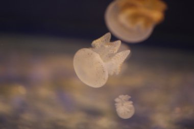 Deniz mercan kayalığı alanında denizanası.