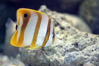 Kelebek balık deniz mercan kayalığı alanında.