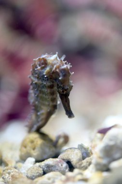 Denizatı deniz mercan kayalığı alanında.