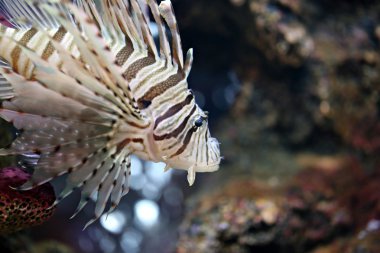Lionfish odaklanmak ve tehlikeli.