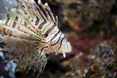 Lionfish odaklanmak ve tehlikeli.