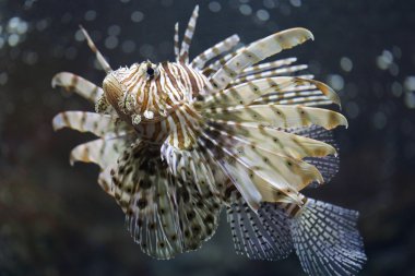Lionfish odaklanmak ve tehlikeli.