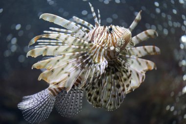Lionfish odaklanmak ve tehlikeli.