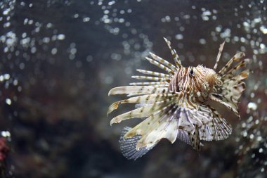 Lionfish odaklanmak ve tehlikeli.
