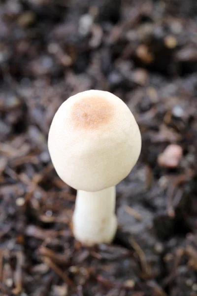 Macro shot of fresh mushrooms. — Stock Photo, Image