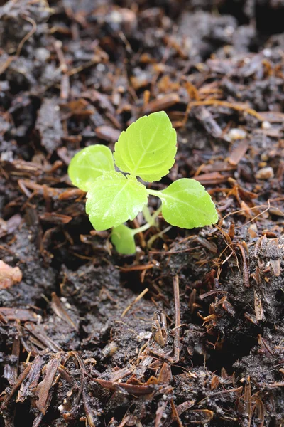 Green seedlings are growing on ground. — Stock Photo, Image