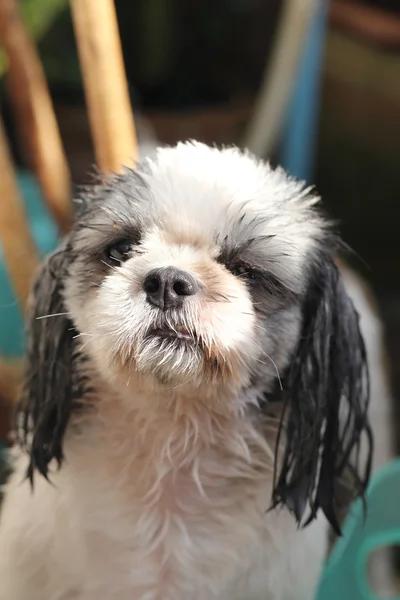 Shih Tzu são próximos chuveiros . — Fotografia de Stock