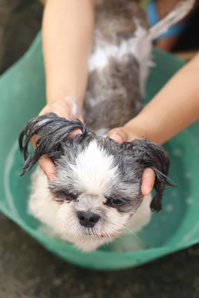 Hände, die schih tzu Hund reinigen. — Stockfoto