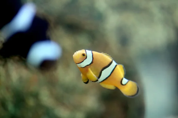 Anemoonvis in het gebied van de zee reef. — Stockfoto