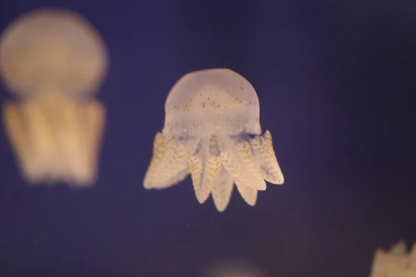 Jellyfish in Sea coral reef area. — Stock Photo, Image