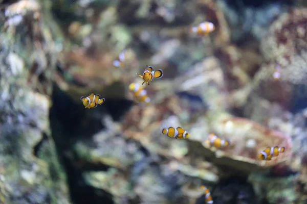 Pesce pagliaccio nella zona della barriera corallina marina . — Foto Stock