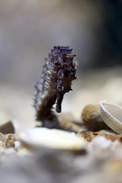 Seahorse in Sea coral reef area. — Stock Photo, Image