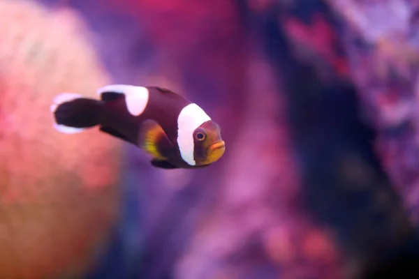 Anemoonvis in coral reef-Zeegebied. — Stockfoto