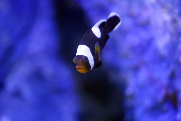 Anemoonvis in coral reef-Zeegebied. — Stockfoto