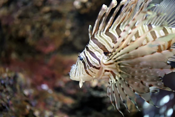 Lionfish odaklanmak ve tehlikeli.