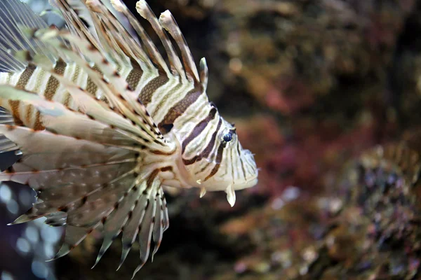 Skupić się Lionfish i niebezpieczne. — Zdjęcie stockowe