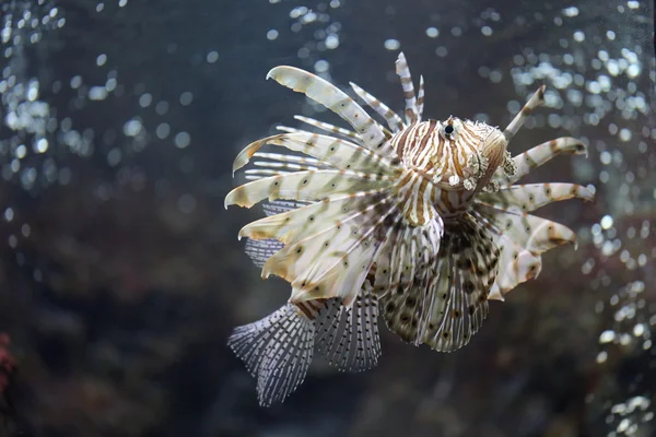 Fokusera Lionfish och farliga. — Stockfoto