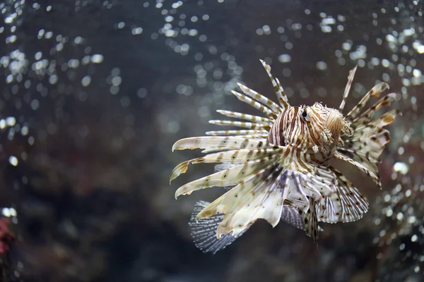 Lionfish odaklanmak ve tehlikeli.