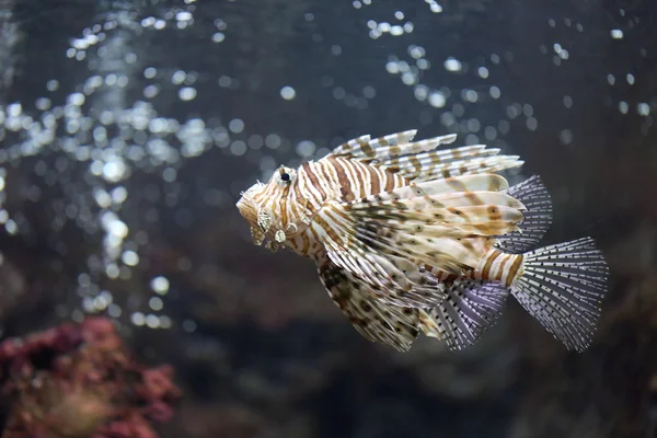 Skupić się Lionfish i niebezpieczne. — Zdjęcie stockowe