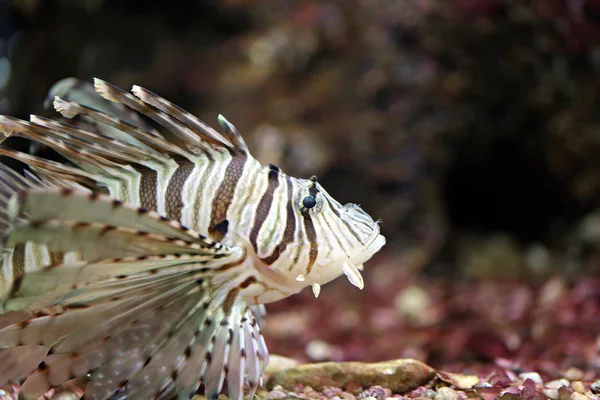 Focus the Lionfish and dangerous. — Stock Photo, Image