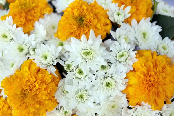 Flores amarelas e brancas. — Fotografia de Stock