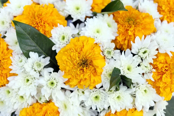 Flores amarillas y blancas. — Foto de Stock