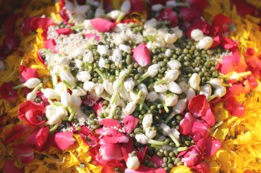 Haşhaş pirinç ve gereçler çiçeklenir.