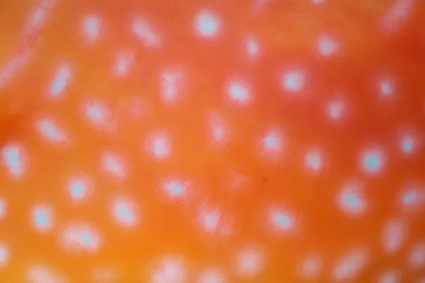 Plama pomarańczowy na streszczenie tło. — Zdjęcie stockowe