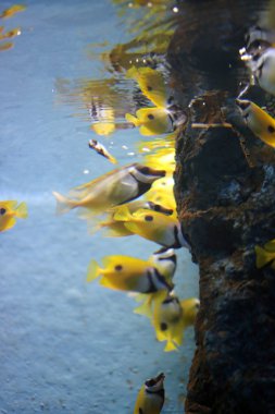 Deniz altında parlak sarı balık.