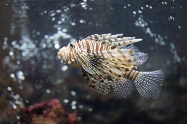 Lionfish odaklanmak ve tehlikeli.
