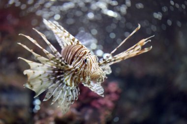 Lionfish odaklanmak ve tehlikeli.