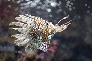 Lionfish odaklanmak ve tehlikeli.