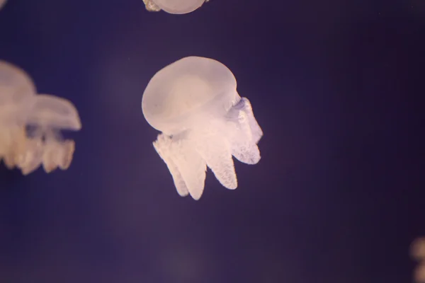 Medusas en la zona del arrecife de coral marino . — Foto de Stock