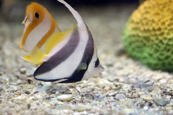 サンゴ礁海域での蝶の魚. — ストック写真