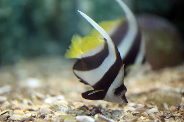 Mariposa Peces en la zona del arrecife de coral marino . — Foto de Stock