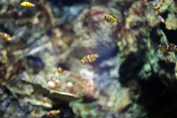 Pez payaso en la zona del arrecife de coral marino . — Foto de Stock