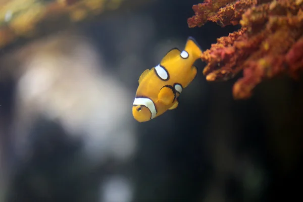 Pez payaso en la zona del arrecife de coral marino . — Foto de Stock