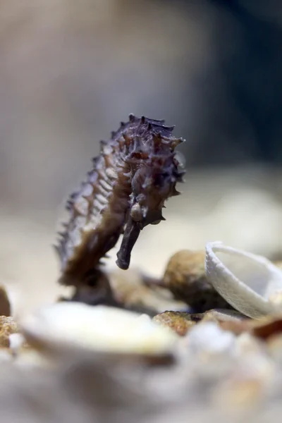 Seahorse in Sea coral reef area. — Stock Photo, Image