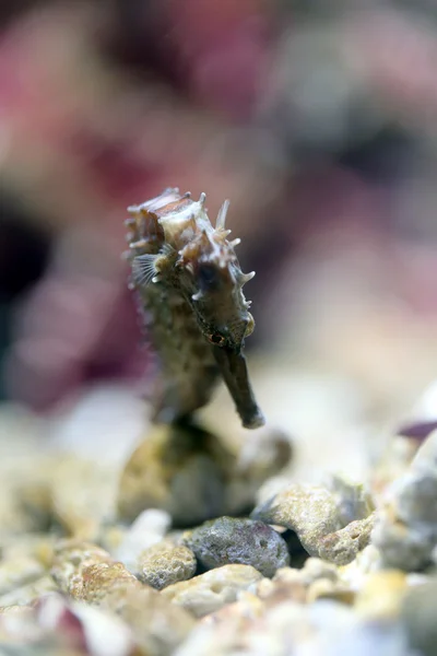 海马在珊瑚礁海域. — 图库照片