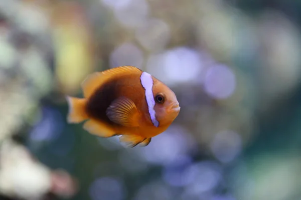 Színes bohóc-halak, a tenger alatti. — Stock Fotó