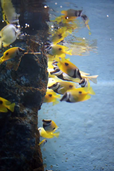 海の下で明るい黄色の魚. — ストック写真