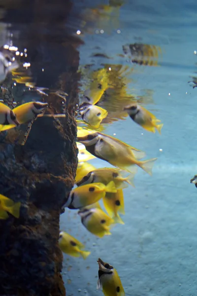 Helder gele vis onder de zee. — Stockfoto