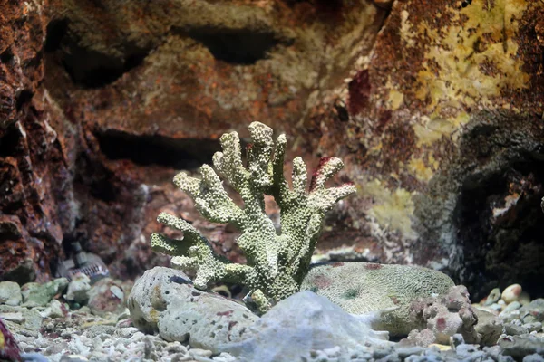 Corals reef. — Stock Photo, Image