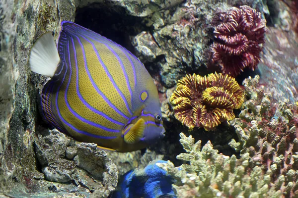 Colorful Bluering angelfish on corals reef. — Stock Photo, Image