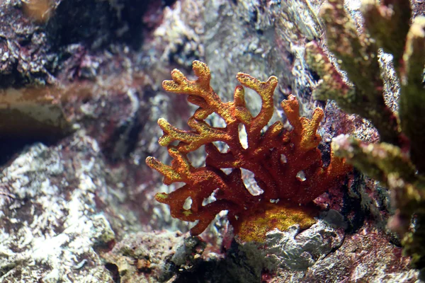Recifes de corais . — Fotografia de Stock