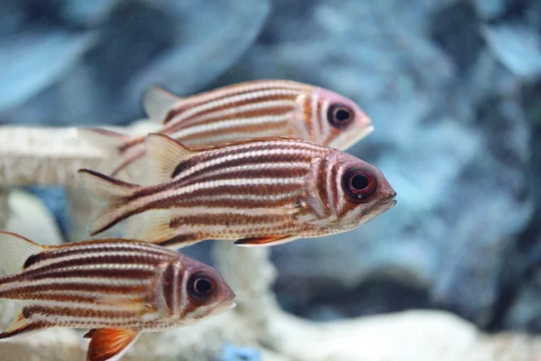 PESCE DI BIGEYE SPOTTATO A SUPPORTO . — Foto Stock