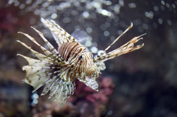 Concentrare il pesce leone e pericoloso . — Foto Stock